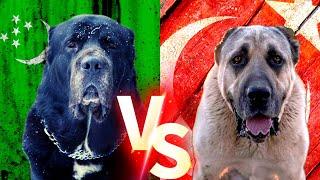 Alabay  Alabai  Vs Aksaray Malaklı  Anatolian Shepherd Dog  4K Köpekleri #malaklı #alabay #köpek