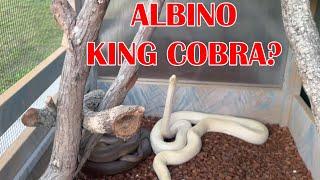 ALBINO KING COBRA OR SNEAKY OLIVE PYTHON?