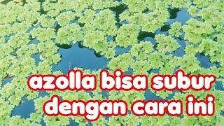 azolla bisa tumbuh subur dengan cara ini