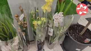 Орхидеи в магазине Luxury Plants город Москва