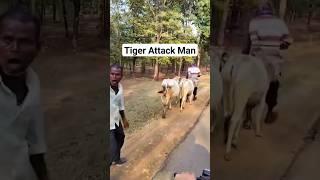 Live Tiger Attack Man  Joju Wildjunket #shorts #joju_wildjunket #tiger