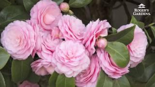 Gardening 101 Series  How to Plant & Maintain a Camellia