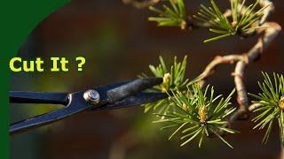 Pruning Pine Bonsai Buds Candles and Branches