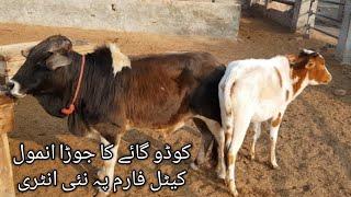 Kodo cows pair very cute on ANMOL cattle farm rahimyarkhan