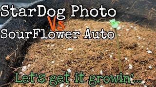 SpiderFarmer StarDog PhotoPeriod & SourFlower AutoFlower - How to Germinate AutoFlowers Vs Photos