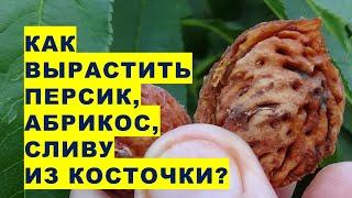 Как вырастить из косточки персика абрикоса сливы дерево для своего райского сада