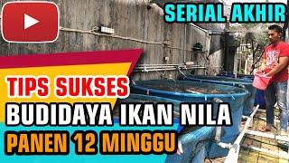 Tips sukses budidaya ikan Nila - 12 minggu panen ikan nila sistem RAS