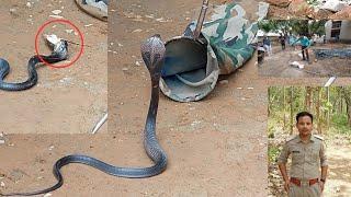 Cobra Rescue  कोबरा ने खाया हुआ चूहा उल्टी में निकालावर्षाकाल में सावधानी बरतेंघबराएं नहीं