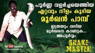 പൂർണ്ണ വളർച്ചയെത്തിയ ഏറ്റവും നീളം കൂടിയ മൂർഖൻ പാമ്പ് സ്നേക്ക്  മാസ്റ്റർ