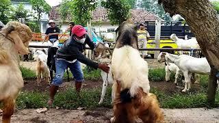 KAMBING K4W1N