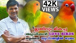 വർണ്ണപ്രഭ ചൊരിയുന്ന ഒരു കൂട്ടം AFRICAN LOVEBIRDS  കളക്ഷനുമായി ജിത്തുരാജ്African lovebirds malayalam