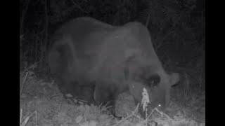 Fotopułapka Bieszczady odc. 25 październik 2021r. Duży niedźwiedź w dzikim sadzie. Big Bear.