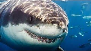 The Predatory Behavior of the Great White Shark 720p