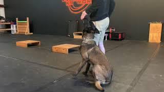 Shaping the focus heel - dog training