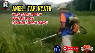 ANEH    PETANI DOMPU RUSAK TANAMAN PADI SENDIRI