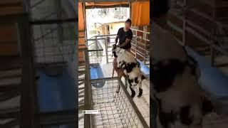 Goat farming goat mating