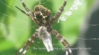 Orb Weaver Spider