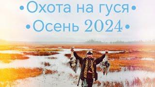 Охота на гуся ОСЕНЬ 2024 Карелия #goosehunt #hunting #охота #охотанагуся