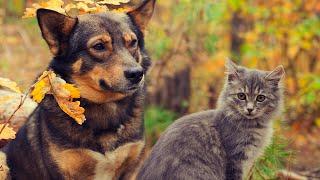 FUNNY DOGS AND CATS UPBEAT MUSIC CALMING SOOTHING AND ENJOYABLE CUTE PETS FUNNY VIDEOS