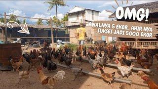 KISAH SUKSES BETERNAK AYAM DARI NOL SAMPAI PUNYA 5000 EKOR POPULASI AYAM