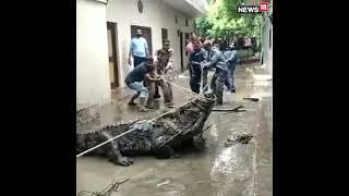 Gigantic Crocodile Sweeps into Residential Area During Rains in Uttar Pradesh  #viralvideo #viral