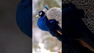 beautiful peacock sound short video #beautiful #peacock #sound #shortsvideo
