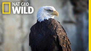 Bald Eagle Feeding Frenzy  United States of Animals
