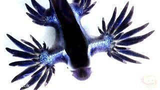 Giftiger blauer Drache GLAUCUS ATLANTICUS.