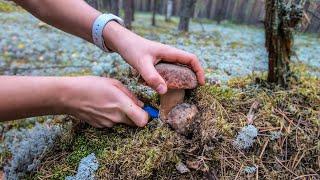 В кедах за белыми грибами  Тихая охота  Прекрасный летний день отличный урожай