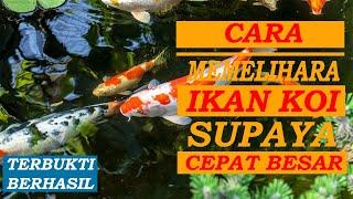 Cara Memelihara Ikan Koi Supaya Cepat Besar Terbukti Berhasil