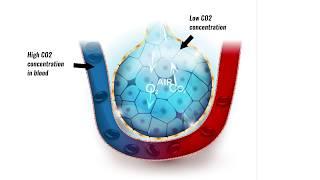 Gaseous exchange in lungs