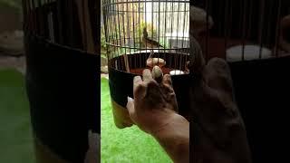 masteran burung sanma gacor
