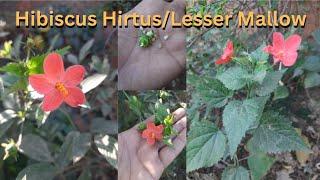 Hibiscus HirtusLesser Mallow  Plant full detailed video in hindi