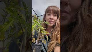 Have Yellow Tomato Leaves Watch This