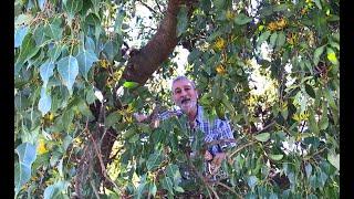 Kurrajong tree and Mistletoe living together.