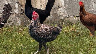 Gallo o gallina parte final ….