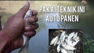 GOKILL..IKAN SEBANYAK INI ANTRI MINTA DI BAWA PULANG. Mancing wader teknik pecut #microfishing