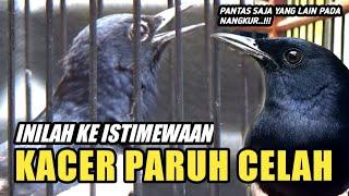 KACER PARUH CELAH  DR KACER