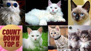 Top 5 Most POPULAR Cat Breeds in the World   Top 5 most  friendly cat breeds complete information