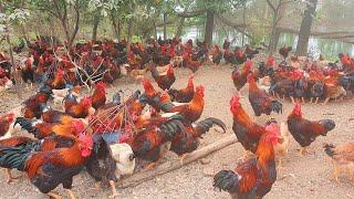 Free Range Chicken Farming  Feeding 1000 Native Chickens