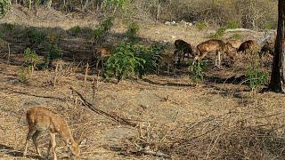 മൈസൂർ വന്നാൽ ഇത് കണ്ടെ പോകാവൂMysore Zoo