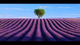 FRANCE Valensole- Provence Alpes Côte d Azur Amazing Planet 4K 2020