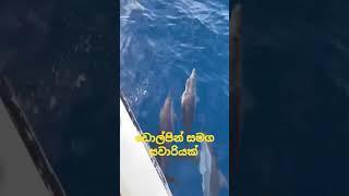 Boat ride with Dolphins  ඩොල්පින් සමග බෝට්ටු සවාරියක්