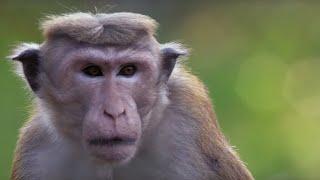 Macaque Monkeys at War  BBC Earth