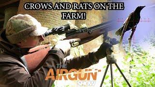 The Airgun Show  Farmyard crow magpie and rat hunt  BRK Brocock Ranger review