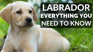Labrador Retriever - Everything You Need To Know About Owning a Labrador Retriever Puppy