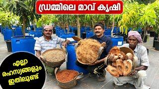 ഡ്രമ്മിലെ മാവ് കൃഷി എല്ലാ രഹസ്യങ്ങളും ഇതിലുണ്ട് Mango farming