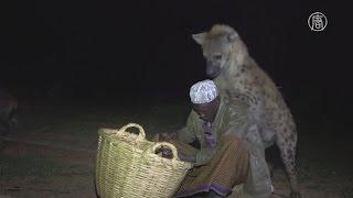 Эфиопец приручил гиен и остановил их вражду с людьми новости