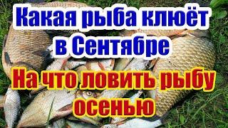 Какая рыба клюет в Сентябре  Прогноз клева рыбы на Сентябрь  На что ловить рыбу в Сентябре