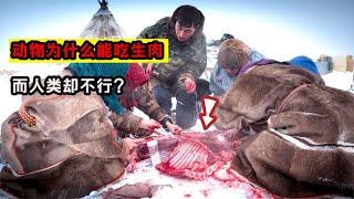 為什么人不能吃生肉？而動物吃了卻沒事，人真有那么嬌貴嗎？